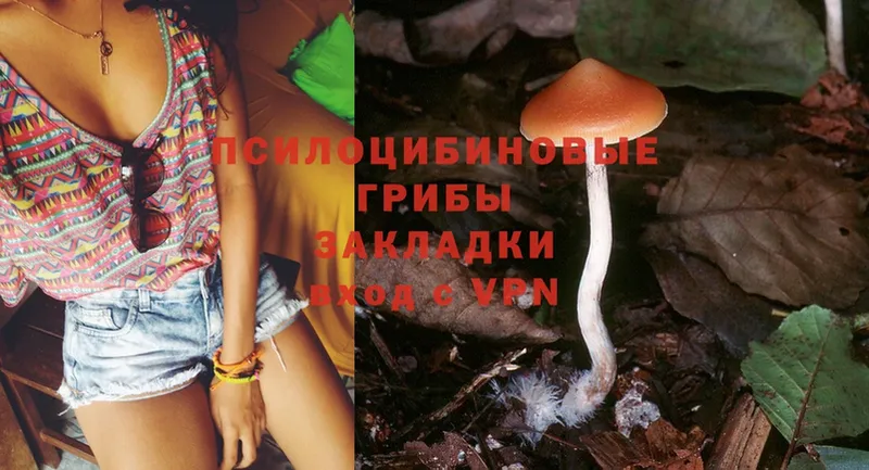 Псилоцибиновые грибы Psilocybine cubensis  закладка  Казань 